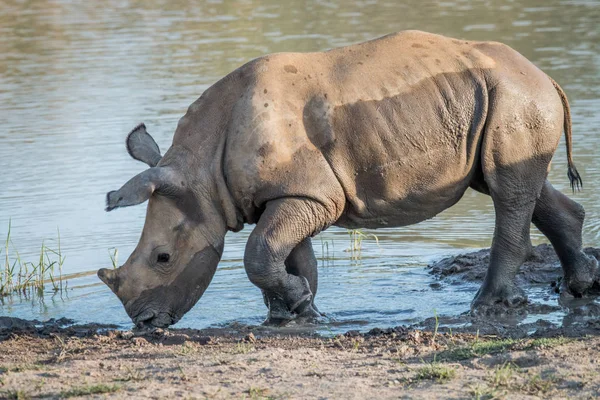 Suda oynayan bebek beyaz rhino buzağı. — Stok fotoğraf