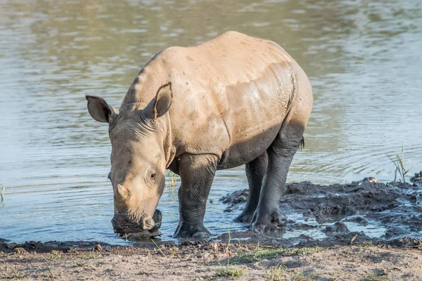 Suda oynayan bebek beyaz rhino buzağı. — Stok fotoğraf