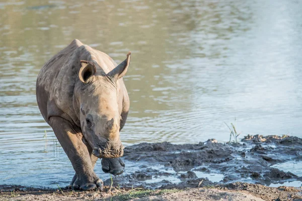 Suda oynayan bebek beyaz rhino buzağı. — Stok fotoğraf