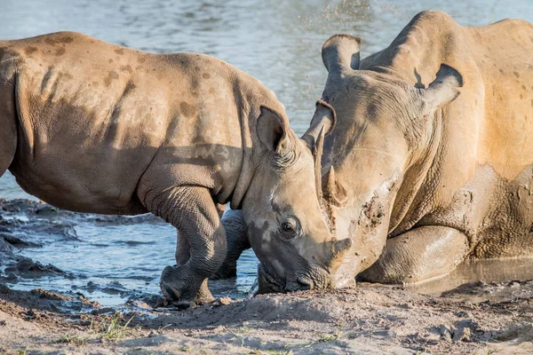 Bir bebek buzağı ile annesi beyaz rhino. — Stok fotoğraf