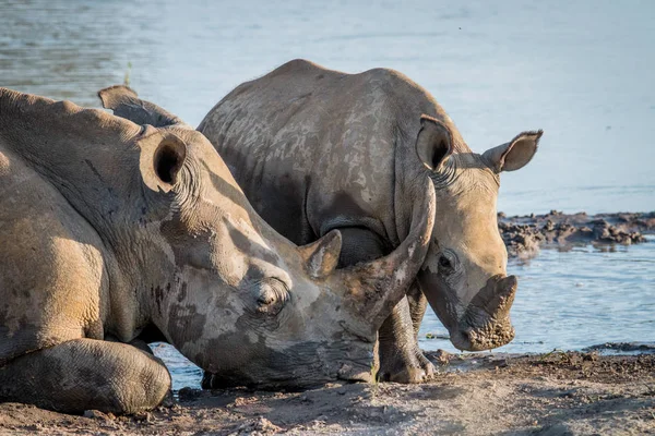 Matka White rhino s baby tele. — Stock fotografie