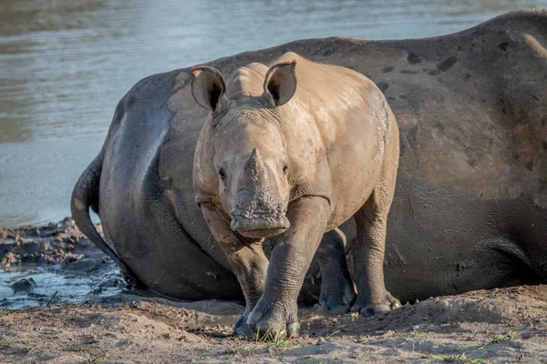 Bebek beyaz rhino buzağı kameraya yıldızı. — Stok fotoğraf