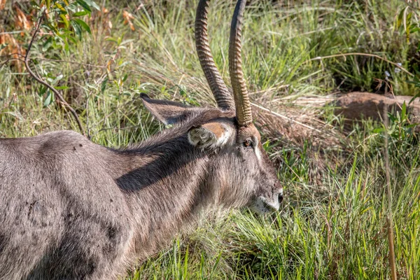 Side profile of a big male Waterbuck. — Stock Photo, Image