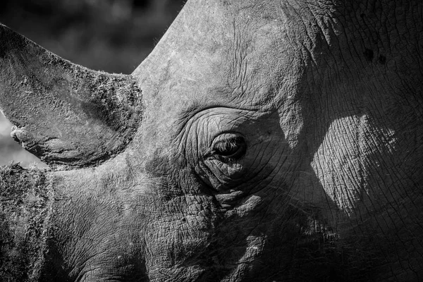 Fechar de uma cabeça de rinoceronte branco . — Fotografia de Stock