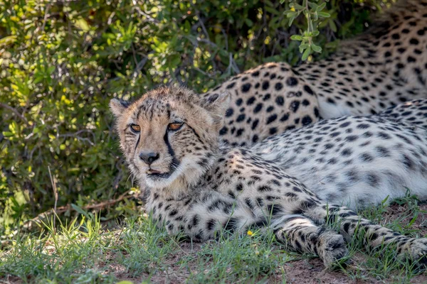 Gepard se stanoví a v hlavní roli. — Stock fotografie