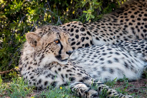 Cheetah laying down and starring. — Stock Photo, Image