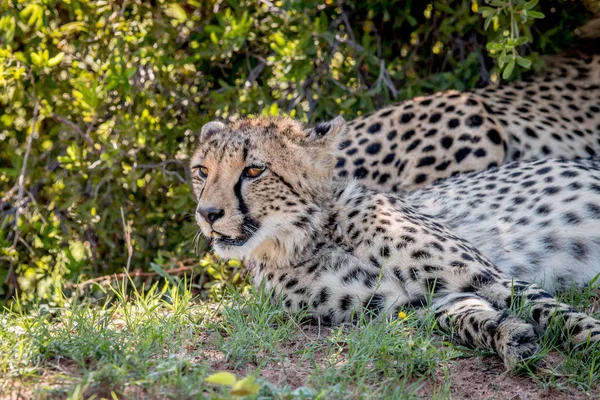 Guépard couché et mettant en vedette . — Photo