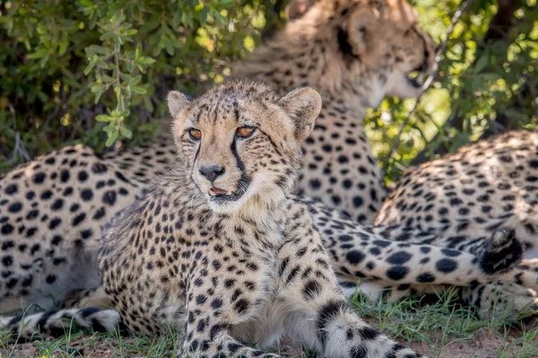 Gepard se stanoví a v hlavní roli. — Stock fotografie