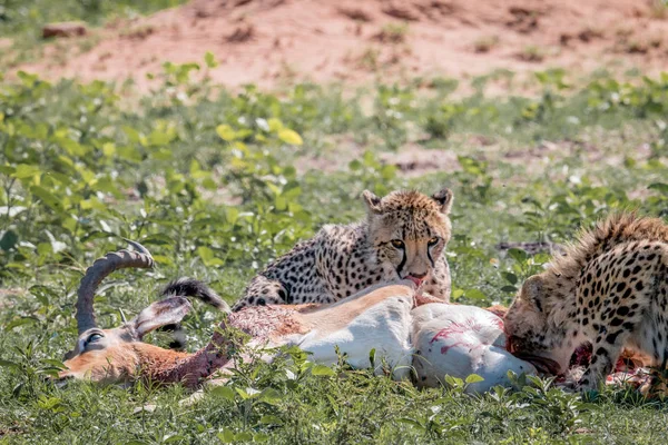 Az Impala kill táplálkozó gepárd. — Stock Fotó