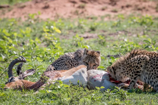 Cheetah se nourrissant d'un tueur Impala . — Photo