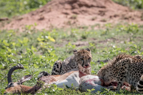 Gepard, krmení na Impala kill. — Stock fotografie