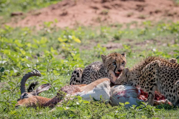 Gepard, krmení na Impala kill. — Stock fotografie