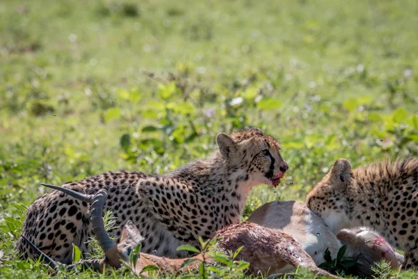 Gepard, krmení na Impala kill. — Stock fotografie