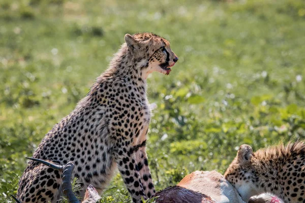 Cheetah karmienia na zabicie Impala. — Zdjęcie stockowe