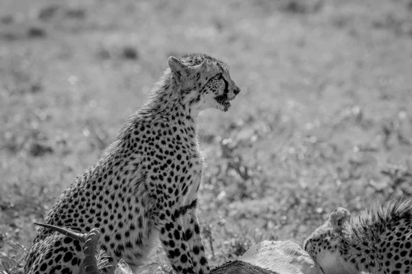 Cheetah voeden met het doden van een Impala. — Stockfoto