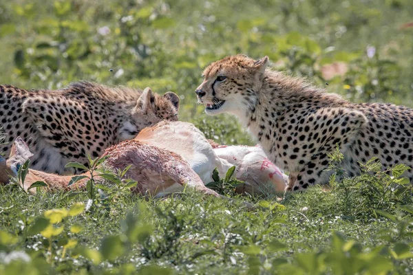 Gepard, krmení na Impala kill. — Stock fotografie
