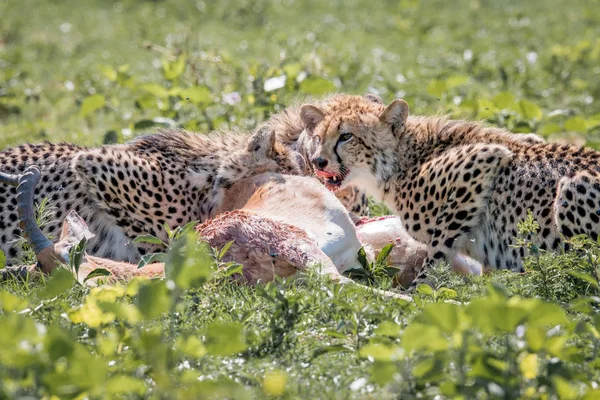 Гепард, харчуючись Impala вбити. — стокове фото