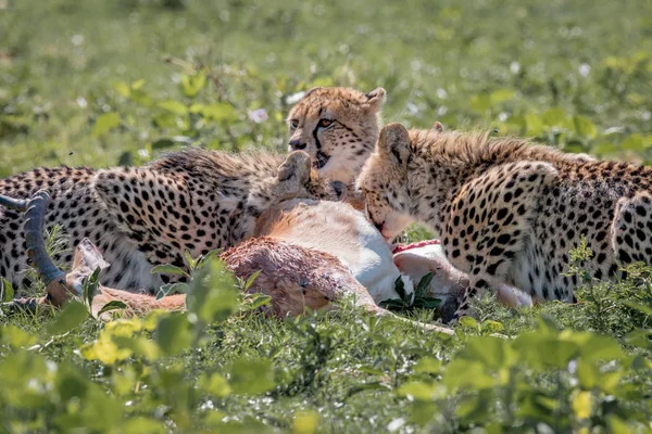 Гепард, харчуючись Impala вбити. — стокове фото