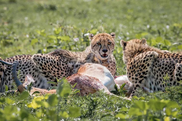 Az Impala kill táplálkozó gepárd. — Stock Fotó