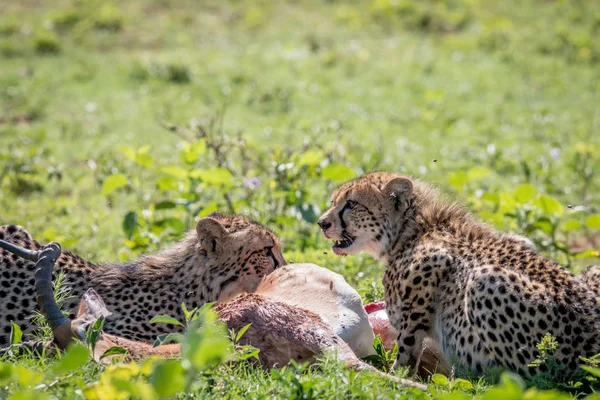 Cheetah karmienia na zabicie Impala. — Zdjęcie stockowe