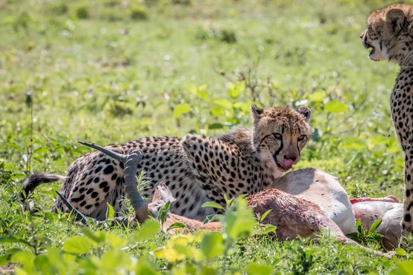 Cheetah alimentándose de una matanza Impala . — Foto de Stock
