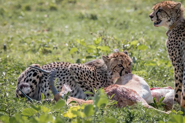 Gepard, krmení na Impala kill. — Stock fotografie