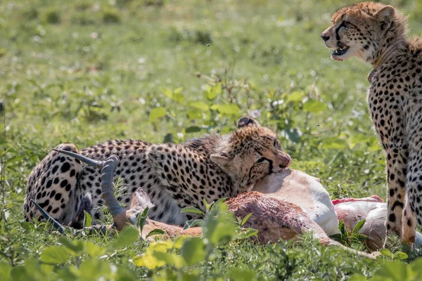 Gepard, krmení na Impala kill. — Stock fotografie