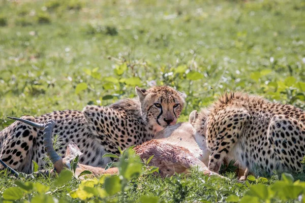 Gepard, krmení na Impala kill. — Stock fotografie