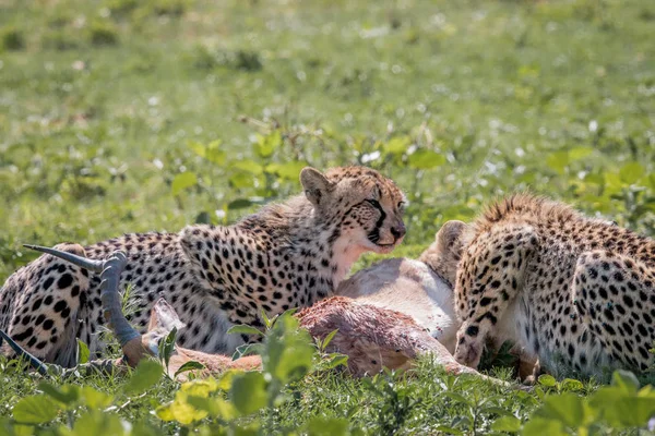 Gepard, krmení na Impala kill. — Stock fotografie