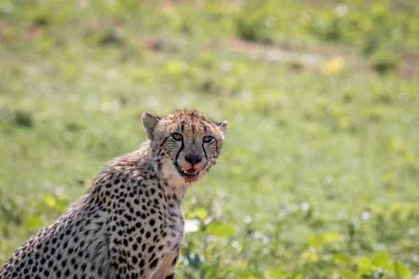 Side profile of a sitting Cheetah.