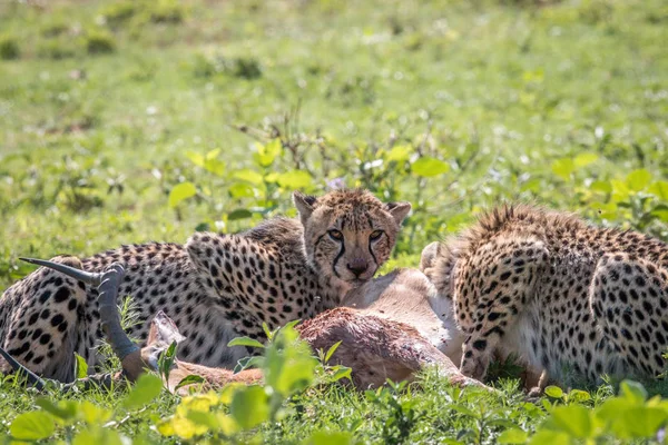 Az Impala kill táplálkozó gepárd. — Stock Fotó