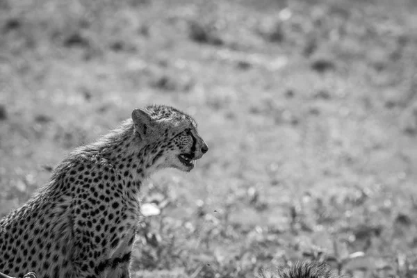 Profilo laterale di un ghepardo seduto — Foto Stock