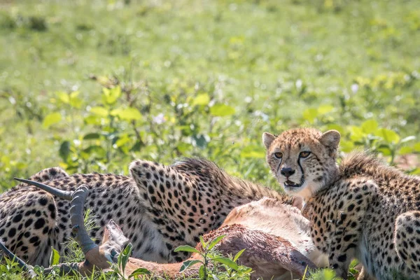 Az Impala kill táplálkozó gepárd. — Stock Fotó