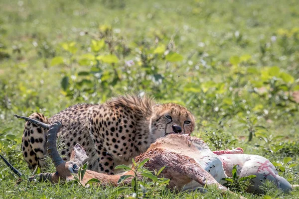 Cheetah se alimentando de uma morte Impala . — Fotografia de Stock