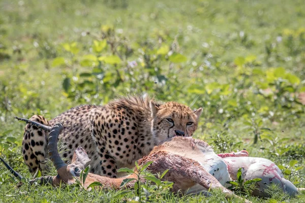 Az Impala kill táplálkozó gepárd. — Stock Fotó