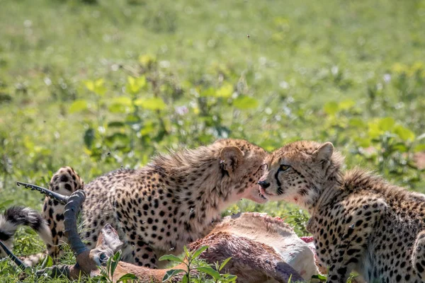 Cheetah se alimentando de uma morte Impala . — Fotografia de Stock