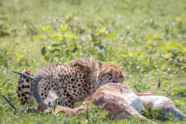 Az Impala kill táplálkozó gepárd. — Stock Fotó