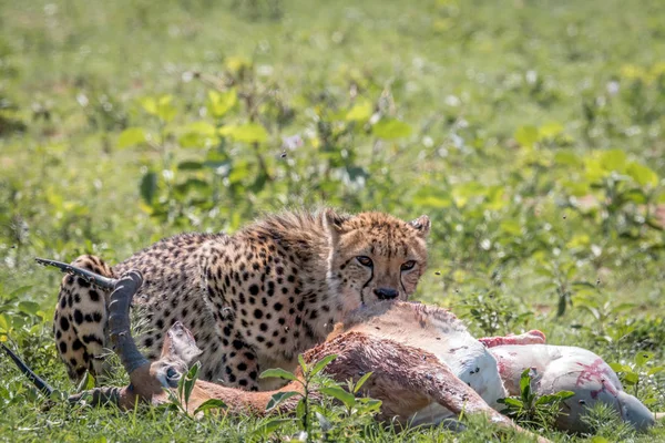 猎豹以黑斑羚的杀灭为食. — 图库照片