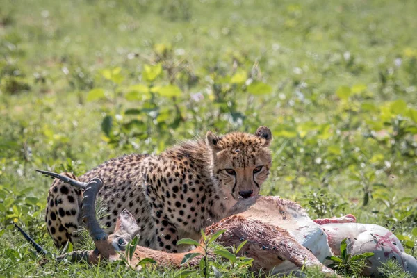 Gepard, krmení na Impala kill. — Stock fotografie