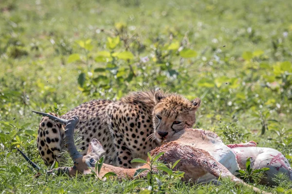 Cheetah se alimentando de uma morte Impala . — Fotografia de Stock