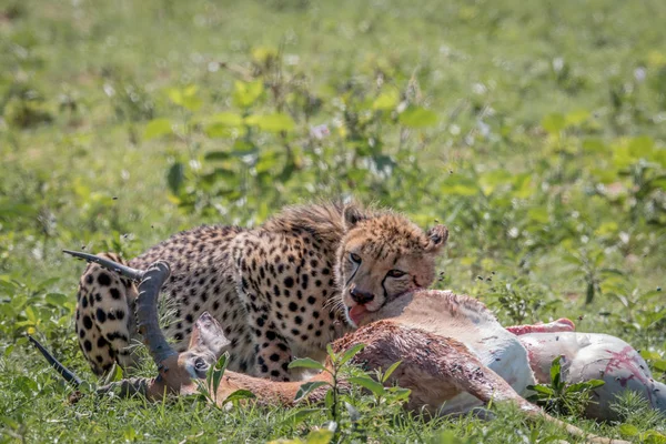 Bir Impala öldürmeye besleme çita.