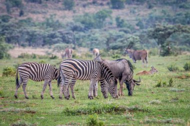 Zebras, Blue wildebeests, Elands on a grass plain. clipart