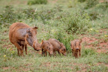 Warthogs aile bebek domuz yavruları çim ile.