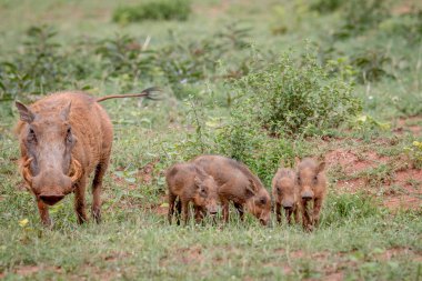 Warthogs aile bebek domuz yavruları çim ile.