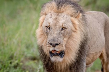 Büyük bir erkek aslan Başkanı yakın çekim.