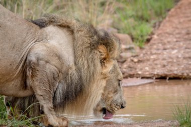 Büyük erkek aslan bir küçük su havuzundan içme.