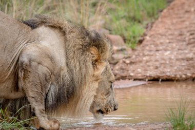 Büyük erkek aslan bir küçük su havuzundan içme.