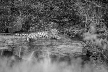 İçinde Welgevonden bir kayanın üzerinde döşeme leopar.