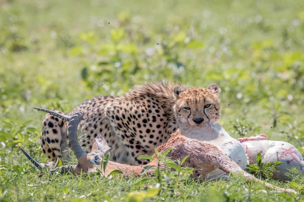 Gepard, krmení na Impala kill. — Stock fotografie