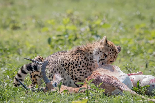 Cheetah som livnär sig på en Impala döda. — Stockfoto